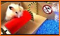 Hamster Maze related image