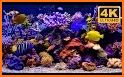 Aquarium Live Wallpaper related image