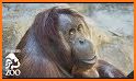 Happy Orangutan - palm oil related image