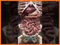 Visual Anatomy 3D - Human body related image