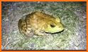 Jumping Frog related image
