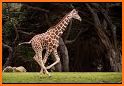 Giraffe Run! related image