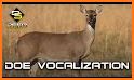 Whitetail deer call sound related image