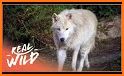 Yellowstone Wolves 2022 related image