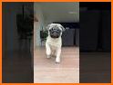 Cute Pug Puppy Keyboard Background related image