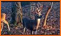 Archery Deer Hunting 2019 related image