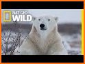 Polar Bear Cub for kids 3-5 related image