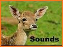 Whitetail deer call sound related image