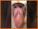 Funny Talking Monkey related image