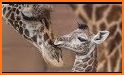 Giraffe Run! related image