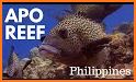 Scuba Adventure: Philippines related image