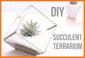 Terrarium Ideas related image