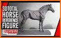 3D Horse Anatomy Software related image