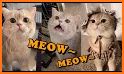 Meow Money Manager - Cute Cat related image