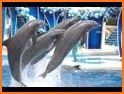 Fun Whale & My Dolphin Show Game For Kids Free🐋🐬 related image