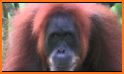 Happy Orangutan - palm oil related image