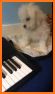 Cute Dog Keyboard related image