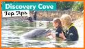 SeaWorld Discovery Guide related image