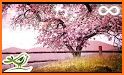 Sakura Romantic Lover Keyboard Theme related image