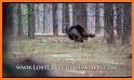 Turkey Hunting Calls related image