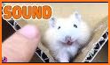 Crazy Hamster related image