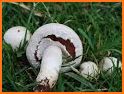 Picture Mushroom - Mushroom ID related image