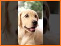 Puppies Live Wallpaper related image