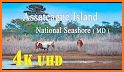 Assateague HorseID related image