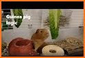 Guinea Pig Puzzle related image