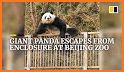 Bashful Panda Escape related image