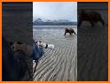 Let's Run! Bear related image