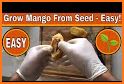 Mango Cultivation Method related image