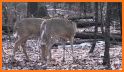 Talking Deer related image