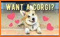 Corgi VPN related image