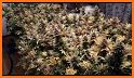 Grow with Jane - Cannabis plants growing partner related image