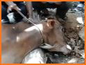 Sapi biadab related image