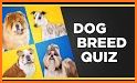 Dog Breeds: Quiz related image