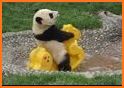 Lovely panda Escape related image