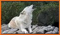 Wolf Sounds related image