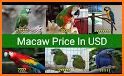 Macaw Parrot Theme related image