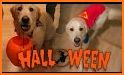 Pet Halloween Night related image