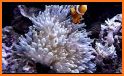 Aqua Reef related image