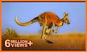 The Kangaroo related image