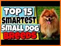 Dog breeds - Smart Identifier related image