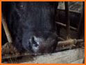 BRD Calf Scoring related image