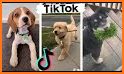 Tik Dog related image