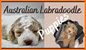 Australian Labradoodle related image