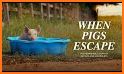 Cute Piglet Escape - A2Z related image