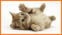 Kitten Wallpaper - Cute Cat Wallpapers related image