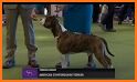 Westminster Kennel Club related image